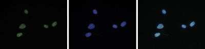 Immunocytochemistry/ Immunofluorescence: Histone H4 [ac Lys13, ac Lys5, ac Lys8] Antibody [NBP2-59253]